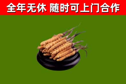 肥乡回收冬虫夏草